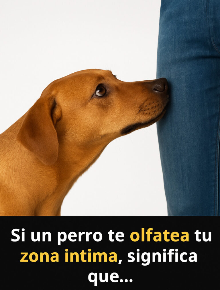 El Misterio del Olfato Canino: Por Qué los Perros Huelen a los Humanos